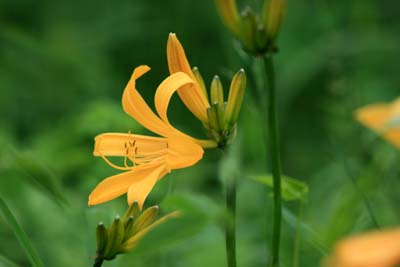 エゾキスゲ 蝦夷黄菅 釧路湿原物語